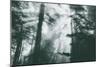 Within Light and Trees Redwood Forest, California Coast-Vincent James-Mounted Photographic Print