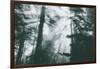 Within Light and Trees Redwood Forest, California Coast-Vincent James-Framed Photographic Print