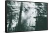 Within Light and Trees Redwood Forest, California Coast-Vincent James-Framed Stretched Canvas