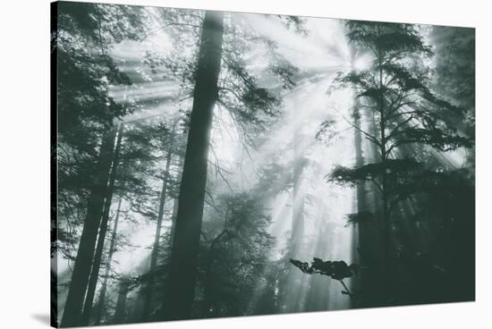 Within Light and Trees Redwood Forest, California Coast-Vincent James-Stretched Canvas