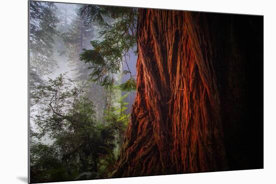 Within The Awesome and Mighty Redwoods, Detail Redwood National Park-Vincent James-Mounted Photographic Print