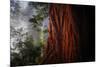 Within The Awesome and Mighty Redwoods, Detail Redwood National Park-Vincent James-Mounted Photographic Print