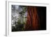 Within The Awesome and Mighty Redwoods, Detail Redwood National Park-Vincent James-Framed Photographic Print