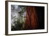 Within The Awesome and Mighty Redwoods, Detail Redwood National Park-Vincent James-Framed Photographic Print