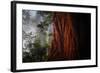 Within The Awesome and Mighty Redwoods, Detail Redwood National Park-Vincent James-Framed Photographic Print