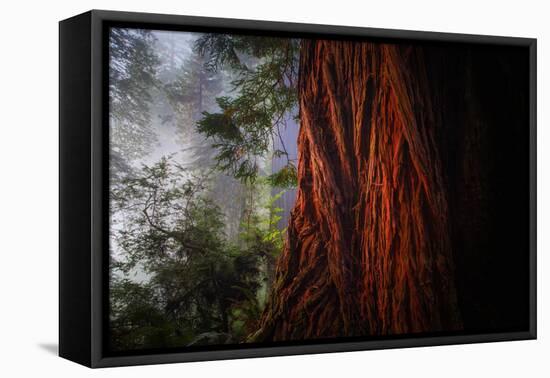 Within The Awesome and Mighty Redwoods, Detail Redwood National Park-Vincent James-Framed Stretched Canvas