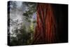 Within The Awesome and Mighty Redwoods, Detail Redwood National Park-Vincent James-Stretched Canvas