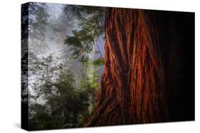 Within The Awesome and Mighty Redwoods, Detail Redwood National Park-Vincent James-Stretched Canvas