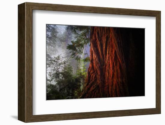 Within The Awesome and Mighty Redwoods, Detail Redwood National Park-Vincent James-Framed Photographic Print