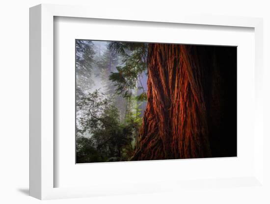 Within The Awesome and Mighty Redwoods, Detail Redwood National Park-Vincent James-Framed Photographic Print