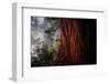 Within The Awesome and Mighty Redwoods, Detail Redwood National Park-Vincent James-Framed Photographic Print