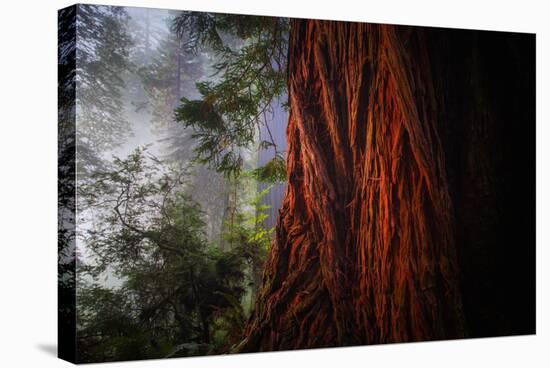 Within The Awesome and Mighty Redwoods, Detail Redwood National Park-Vincent James-Stretched Canvas