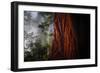 Within The Awesome and Mighty Redwoods, Detail Redwood National Park-Vincent James-Framed Photographic Print