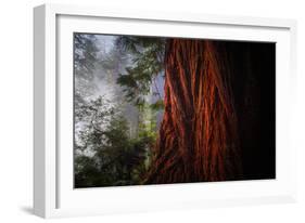 Within The Awesome and Mighty Redwoods, Detail Redwood National Park-Vincent James-Framed Photographic Print