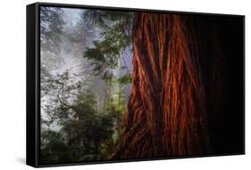 Within The Awesome and Mighty Redwoods, Detail Redwood National Park-Vincent James-Framed Stretched Canvas