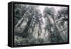 Within the California Redwood Forest-Vincent James-Framed Stretched Canvas