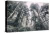 Within the California Redwood Forest-Vincent James-Stretched Canvas