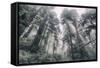 Within the California Redwood Forest-Vincent James-Framed Stretched Canvas