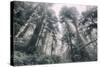 Within the California Redwood Forest-Vincent James-Stretched Canvas