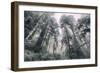 Within the California Redwood Forest-Vincent James-Framed Premium Photographic Print