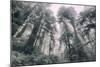 Within the California Redwood Forest-Vincent James-Mounted Photographic Print