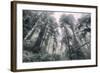 Within the California Redwood Forest-Vincent James-Framed Photographic Print