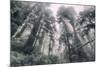 Within the California Redwood Forest-Vincent James-Mounted Photographic Print