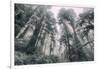 Within the California Redwood Forest-Vincent James-Framed Photographic Print