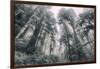 Within the California Redwood Forest-Vincent James-Framed Photographic Print