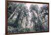 Within the California Redwood Forest-Vincent James-Framed Photographic Print