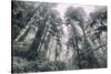 Within the California Redwood Forest-Vincent James-Stretched Canvas