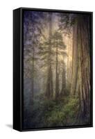 Within the Del Norte Coast Redwoods California-Vincent James-Framed Stretched Canvas