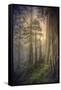 Within the Del Norte Coast Redwoods California-Vincent James-Framed Stretched Canvas