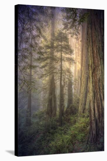 Within the Del Norte Coast Redwoods California-Vincent James-Stretched Canvas