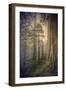 Within the Del Norte Coast Redwoods California-Vincent James-Framed Photographic Print