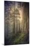 Within the Del Norte Coast Redwoods California-Vincent James-Mounted Photographic Print