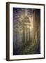 Within the Del Norte Coast Redwoods California-Vincent James-Framed Photographic Print