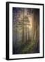 Within the Del Norte Coast Redwoods California-Vincent James-Framed Photographic Print