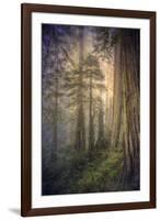 Within the Del Norte Coast Redwoods California-Vincent James-Framed Photographic Print