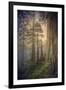 Within the Del Norte Coast Redwoods California-Vincent James-Framed Photographic Print