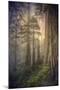 Within the Del Norte Coast Redwoods California-Vincent James-Mounted Photographic Print