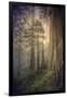 Within the Del Norte Coast Redwoods California-Vincent James-Framed Photographic Print