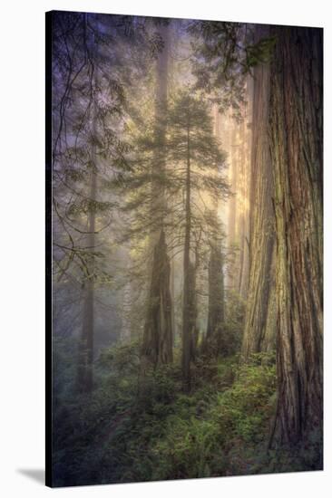 Within the Del Norte Coast Redwoods California-Vincent James-Stretched Canvas
