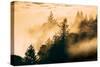 Within The Fog Mount Tamalpais, Marin County, San Francisco-Vincent James-Stretched Canvas