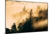 Within The Fog Mount Tamalpais, Marin County, San Francisco-Vincent James-Mounted Photographic Print