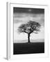 Without Leaves-Martin Henson-Framed Photographic Print