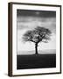 Without Leaves-Martin Henson-Framed Photographic Print