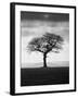 Without Leaves-Martin Henson-Framed Photographic Print