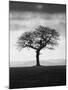 Without Leaves-Martin Henson-Mounted Photographic Print