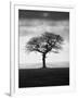 Without Leaves-Martin Henson-Framed Photographic Print